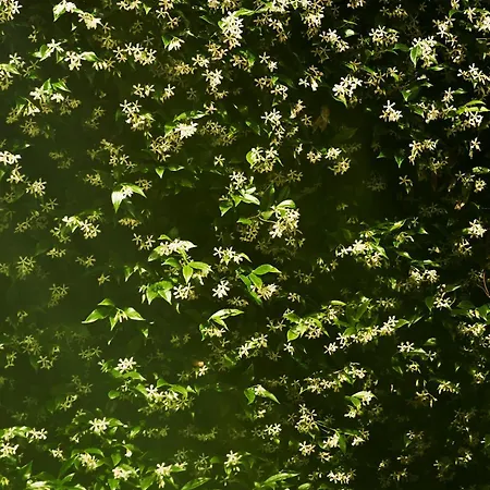 Lägenhet Giardino Segreto, In Centro Trieste